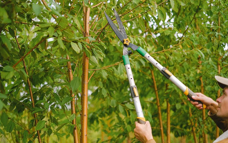 Tree trimming in Bicknell, IN